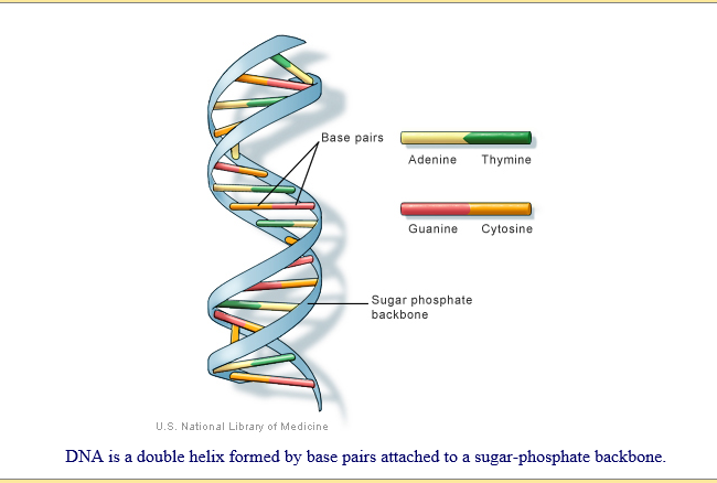 DNA