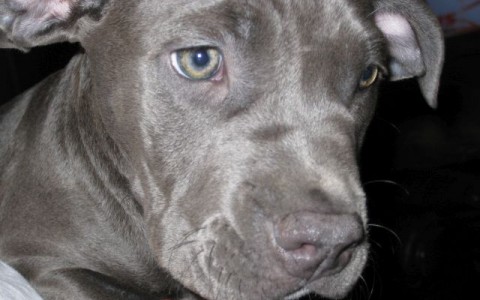 Pets may reduce risk of heart disease